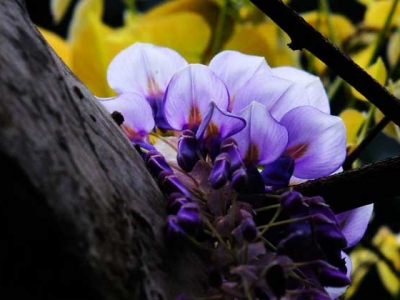 紫藤树适合生长的环境