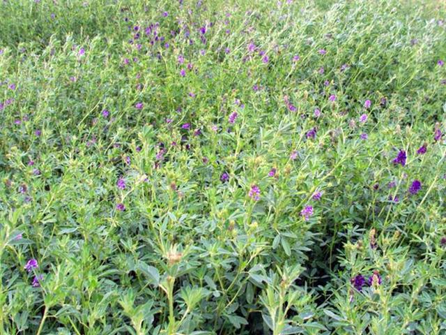 紫花苜蓿的种植技术先容以及种植管理方法