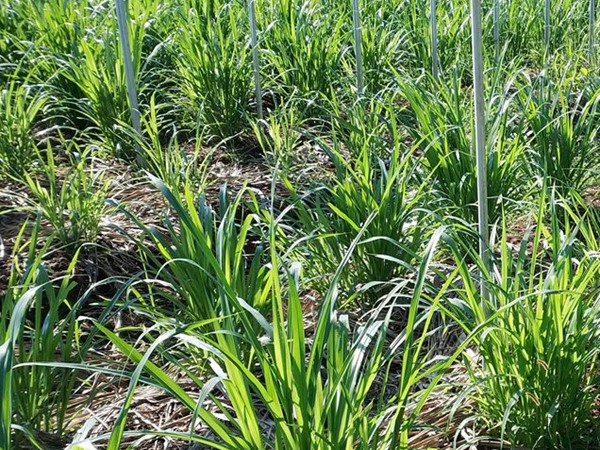 皇竹草的种植方法与管理技术