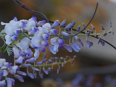紫藤树耐寒多少度