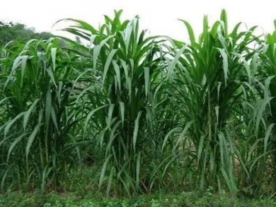 皇竹草第一年产量