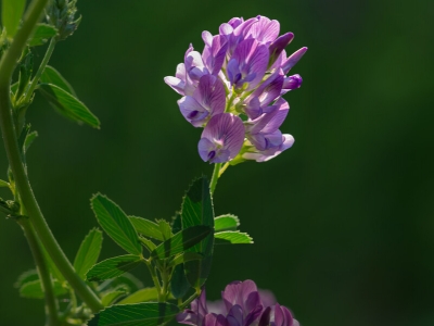 紫花苜蓿花期是多长时间