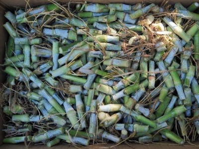 皇竹草种多久才会长到种节