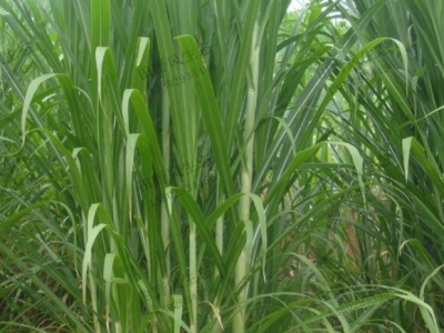 皇竹草的生长周期