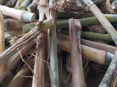 皇竹草的寿命有多长?