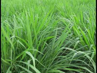 皇竹草和巨菌草营养成分比较