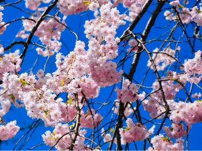北方主要种植哪些樱花